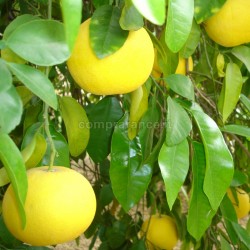 pompelmo giallo sicilia