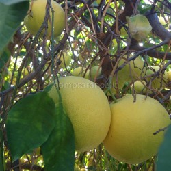 citrus paradis