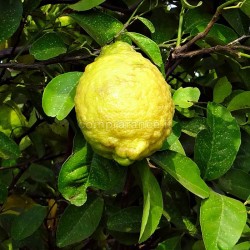 cedro di sicilia