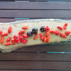 peperoncini raccolti