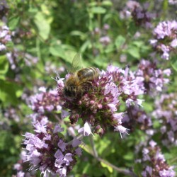 impollinazione origano