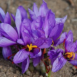crocus sativus