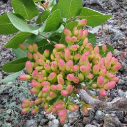 pistacchio in fiore