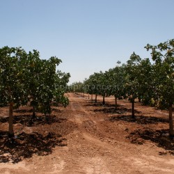 albero pistacchio