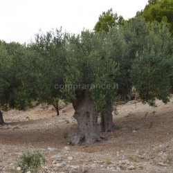 ulivo esemplare