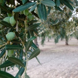 olio bio