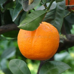 arancia di ribera dop