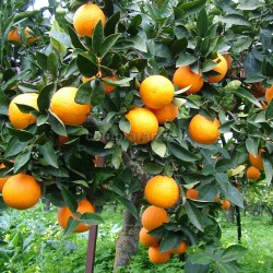 arance di ribera dop