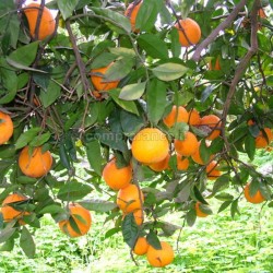 arance vaniglia apireno