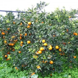 albero arance vaniglia apireno