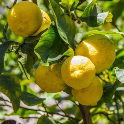 limoni di ribera