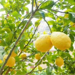 limoni di sicilia