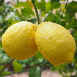 limoni dop