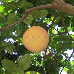 pompelmo rosa sicilia