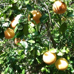 pompelmo rosa agrume