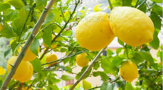 I limoni siciliani non trattati, dal produttore a casa tua